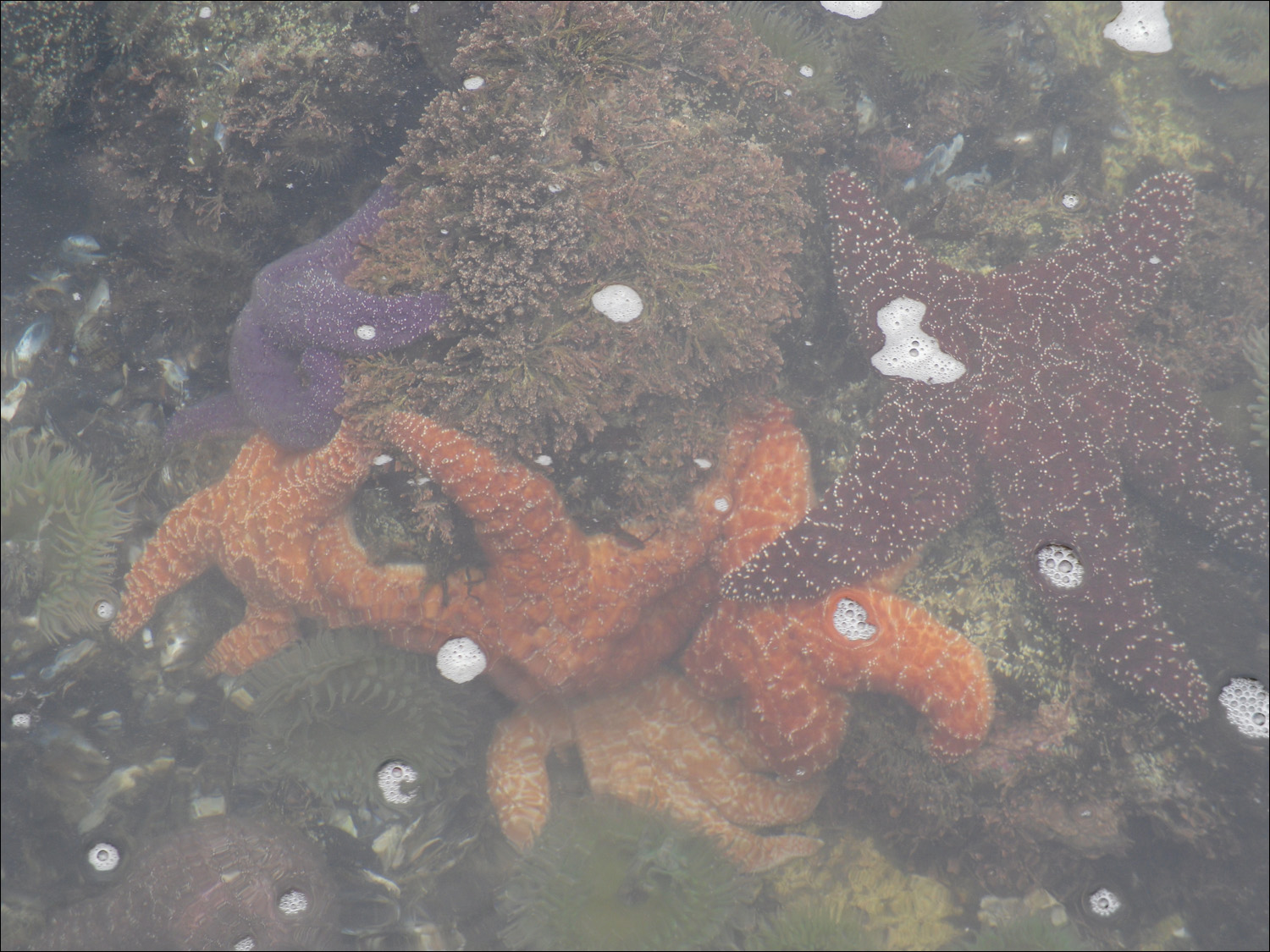 Newport, OR- Oregon Coast Aquarium-starfish